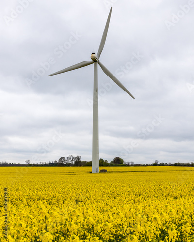 Windmill in rapeseed © SCPhoto