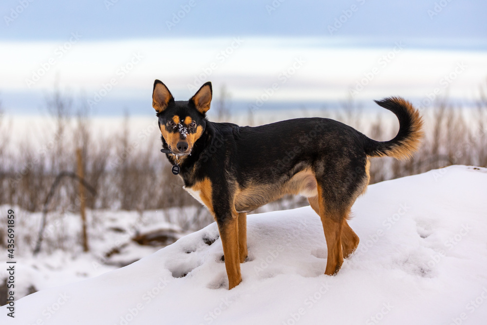 Dog in snow