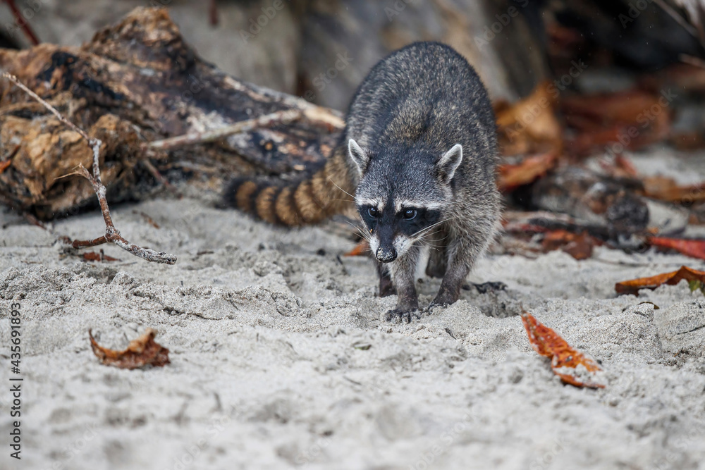 Raccoon surching for food on the beach of Manuel Antonio National Park in Costa Rica