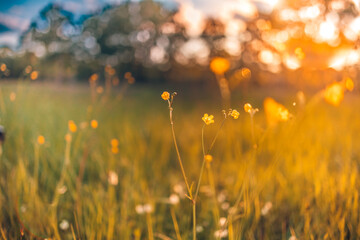 Abstract soft focus sunset field landscape of yellow flowers and grass meadow warm golden hour sunset sunrise time. Tranquil spring summer nature closeup and blurred forest background. Idyllic nature