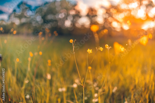 Fototapeta Naklejka Na Ścianę i Meble -  Abstract soft focus sunset field landscape of yellow flowers and grass meadow warm golden hour sunset sunrise time. Tranquil spring summer nature closeup and blurred forest background. Idyllic nature