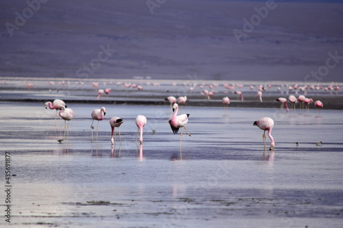 Flamengos en el altiplano photo