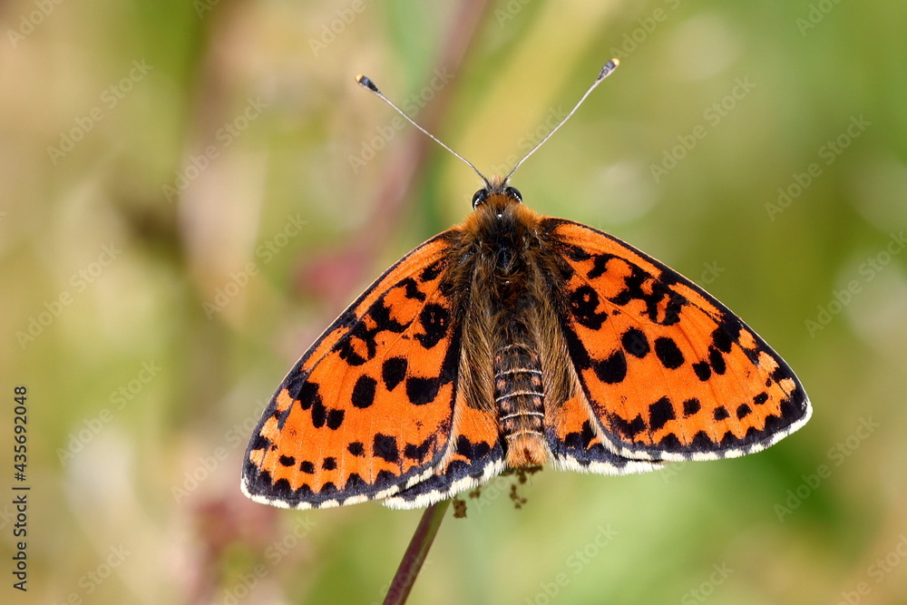 papillon mélitée orangée Melitaea didyma au soleil du printemps papillon mélitée orangée Melitaea didyma au soleil du printemps