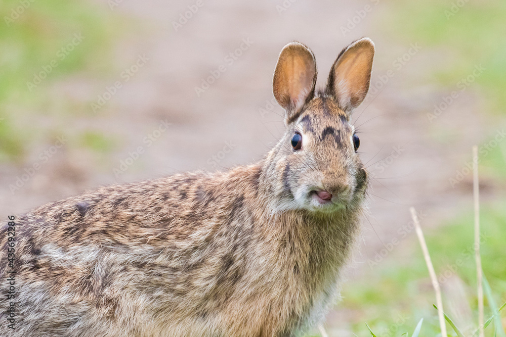 Fototapeta premium eastern cottontail (Sylvilagus floridanus) in spring