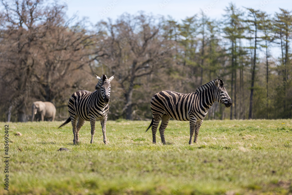 Fototapeta premium Zebra, elephant, savanna