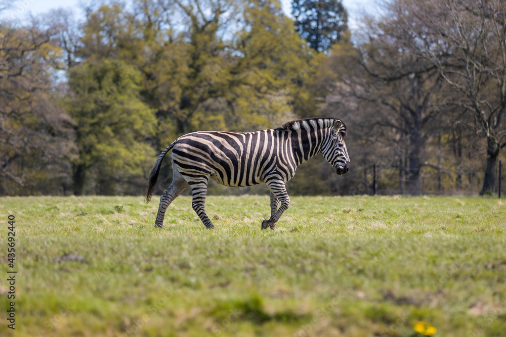 Obraz premium Zebra walking