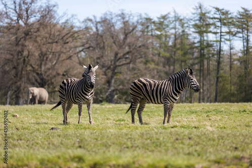 Zebra  elephant  savanna