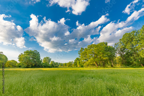 Idyllic spring summer beautiful landscape in the park with green grass field. Meadow nature  blue cloudy sky  green trees and field and trees. Nature landscape  peaceful  relax  inspire natural view