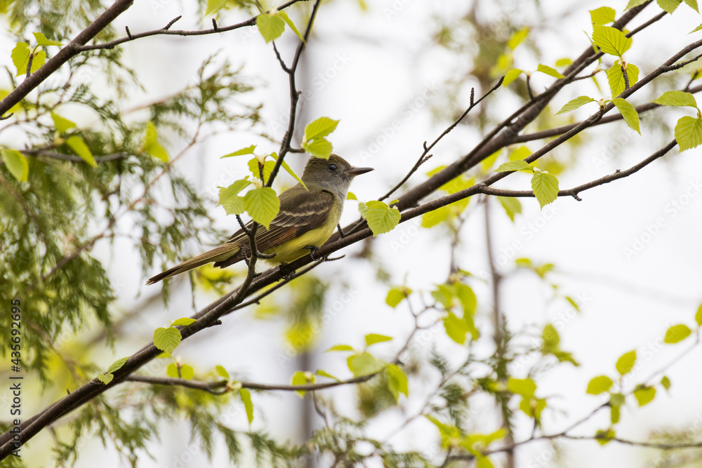 Obraz premium great crested flycatcher (Myiarchus crinitus)