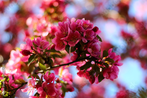 pink blossom © Alexandra