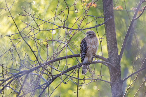 red shouldered hawk (Buteo lineatus) photo