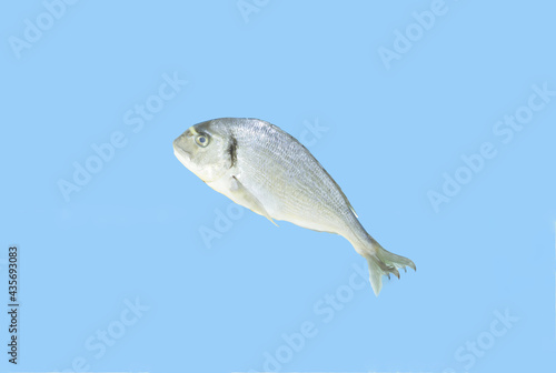 Fresh fish, on pastel blue background. Minimal healthy food concept, copy space.