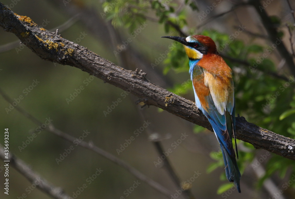 Fototapeta premium European bee-eater on branch, Merops apiaster