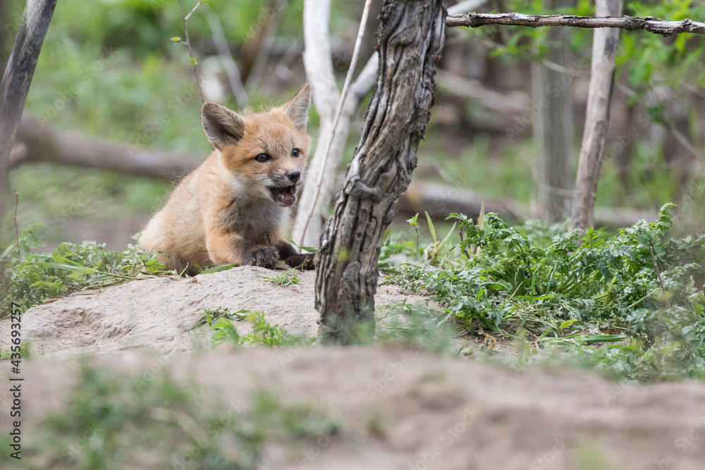 Fototapeta premium Cute Baby red fox in spring
