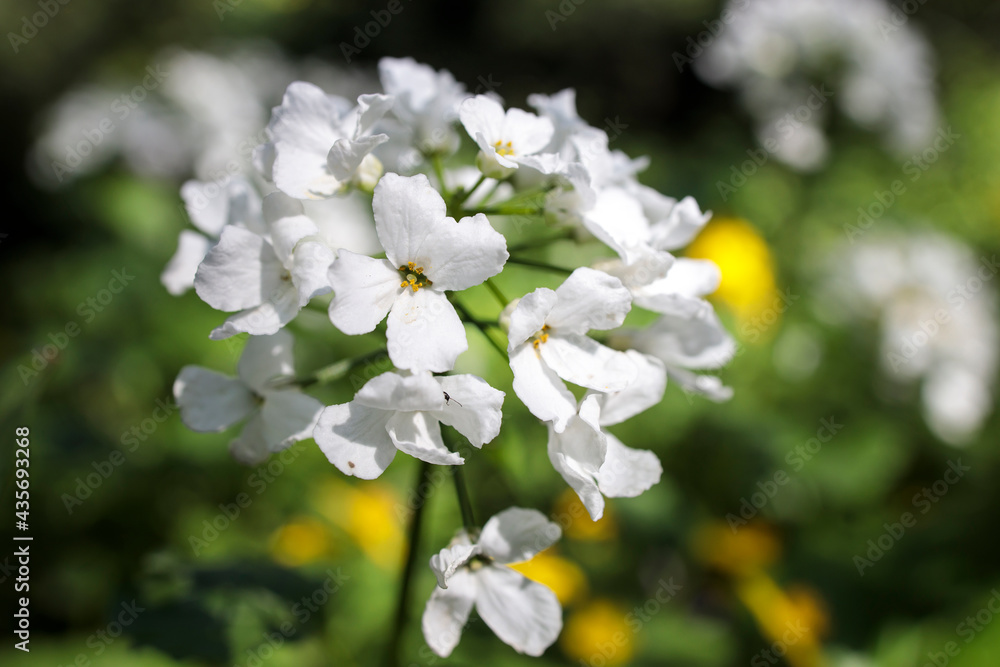 Cardamine heptaphylla, common name pinnate coralroot is a species of flowering plant in the family Brassicaceae. Cardamine heptaphylla, common name pinnate coralroot is a species of flowering plant in the family Brassicaceae.