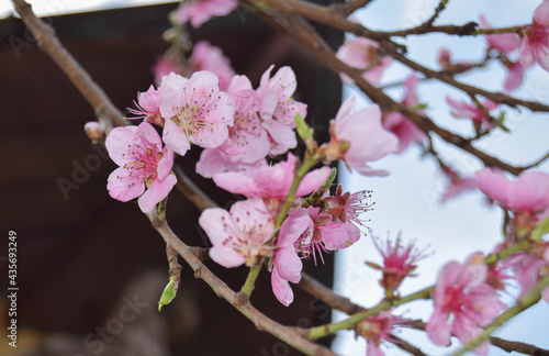 Delicate pink floral background with copy space and blurred background. Branches of peach tree in blooming in garden.  Selective focus