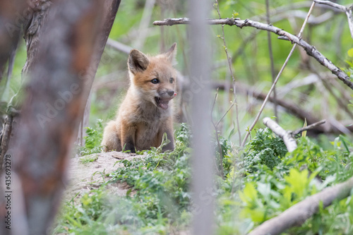 Fototapeta Naklejka Na Ścianę i Meble -  Cute Baby red fox in spring