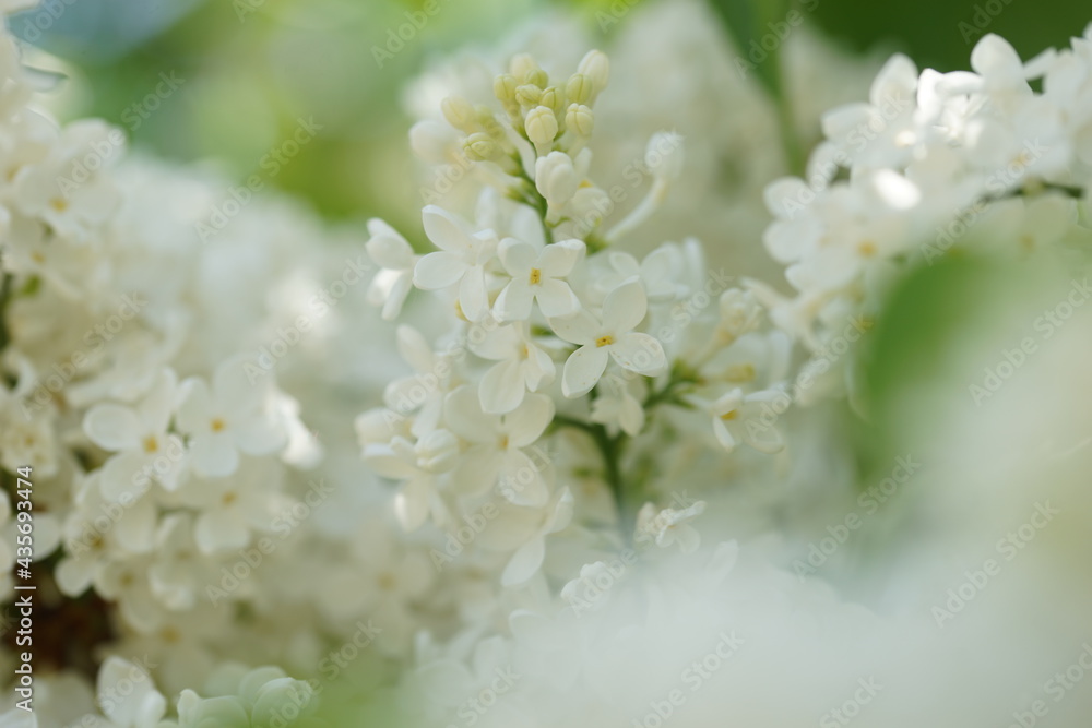 Blooming lilac bushes in spring Blooming lilac bushes in spring