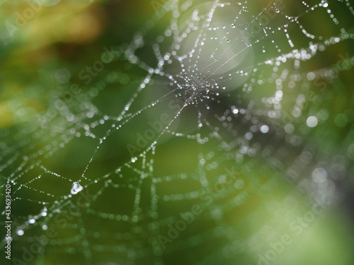 Drops on the cobweb © Ksunny Glaze