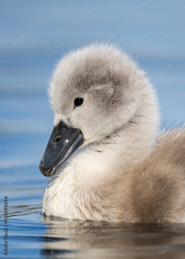 Beautiful baby cygnet mute swan chicks fluffy grey and white in blue lake water with reflection in river. Springtime new born wild swans birds in pond. Beautiful baby cygnet mute swan chicks fluffy grey and white in blue lake water with reflection in river. Springtime new born wild swans birds in pond.