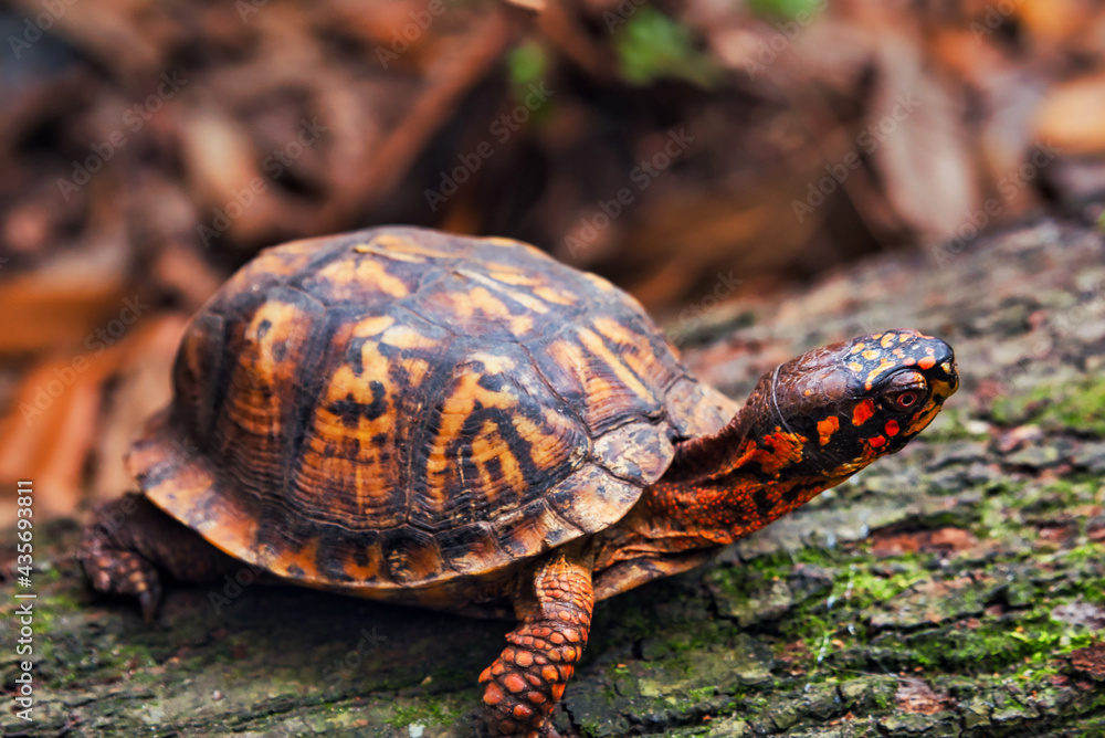 A tortoise on a log with moss and a blurred background. A tortoise on a log with moss and a blurred background.