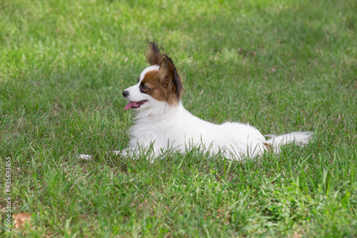 Cute papillon puppy is lying on a green grass in the summer park. Pet animals.