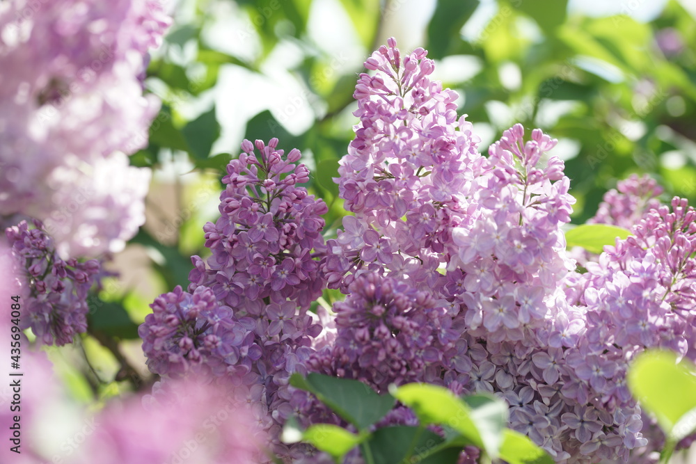 Obraz premium Blooming lilac bushes in spring