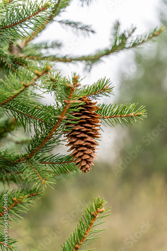 Pine hanging on the tree - early spring in Oregon, Portland