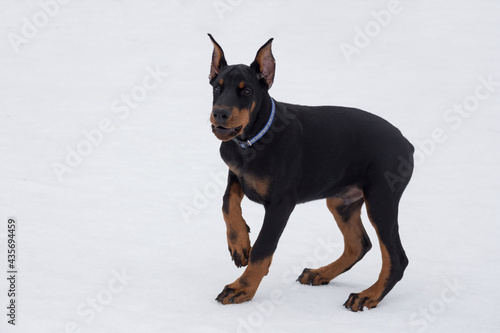 Cute doberman pinscher puppy is standing on a white snow in the winter park. Three month old. Pet animals.