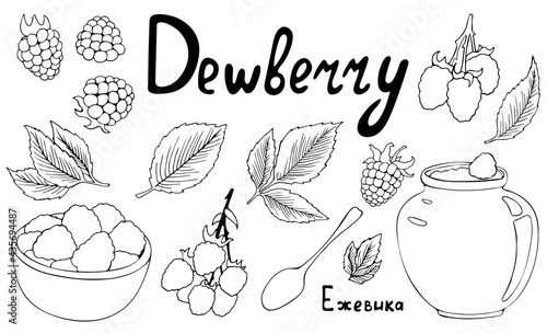 Set of bunches and berries of dewberry. Contour vector graphics. Isolated sketch on a white background. Summer season. Idea for your design