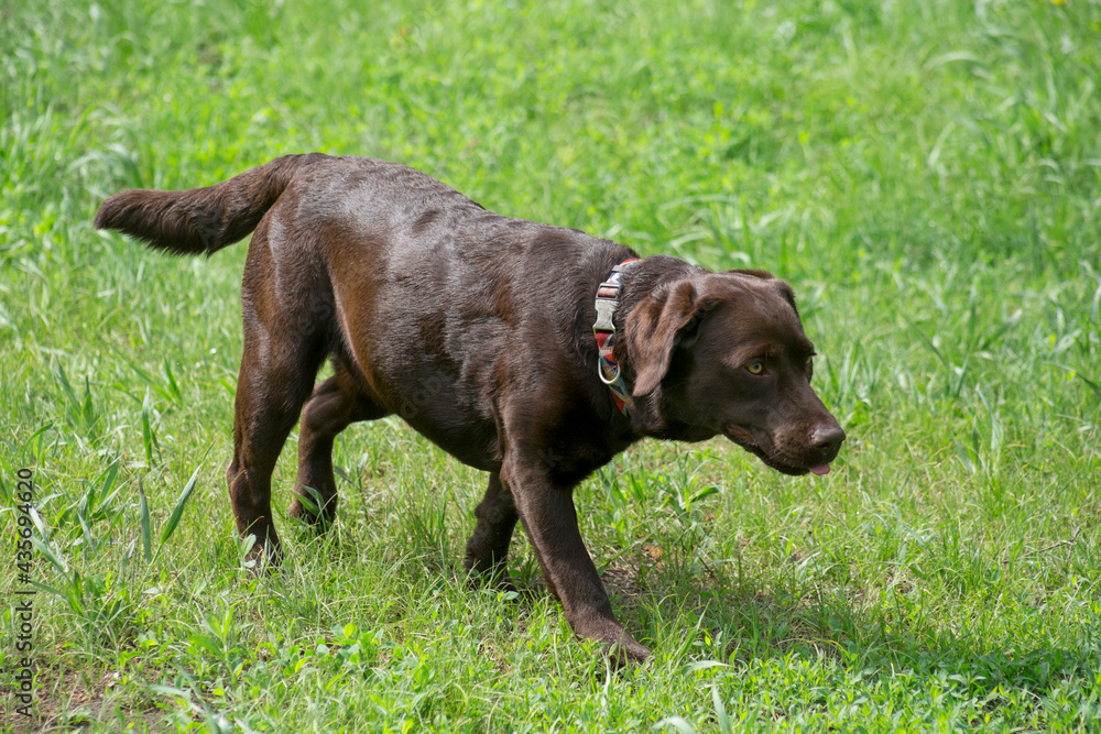 Chocolate labrador retriever is walking on a green grass in the summer park. Pet animals. Chocolate labrador retriever is walking on a green grass in the summer park. Pet animals.