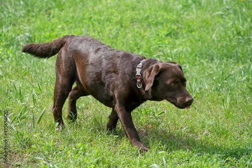 Chocolate labrador retriever is walking on a green grass in the summer park. Pet animals.