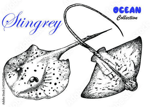 Stingray.Vector illustration of a stingray fish.Skates.Vector stock illustration. Sketch. Isolated on a white background. Sea life, a floating animal in the style of engraving. Tattoo
