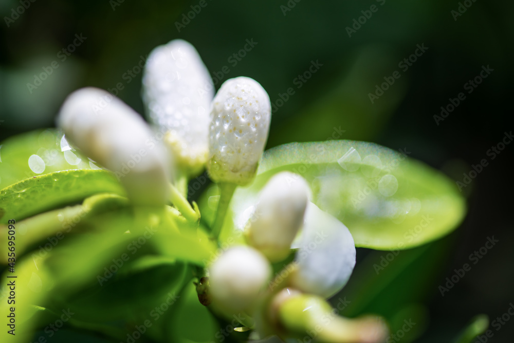 Blooming of citrus tree .Agriculture conept with orange trees. Blooming of citrus tree .Agriculture conept with orange trees.