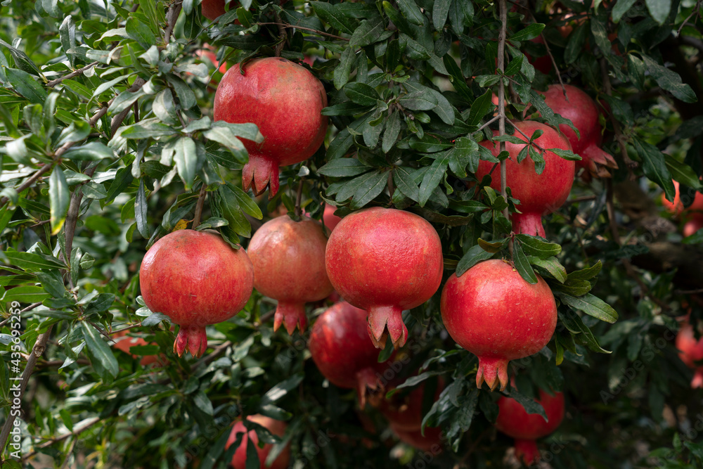 Obraz premium Pomegranate tree plantation on picking season