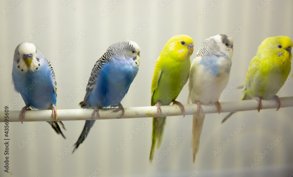 Obraz premium Close-up blue, yellow, green and white budgies birds sitiing on a stick in an aviary