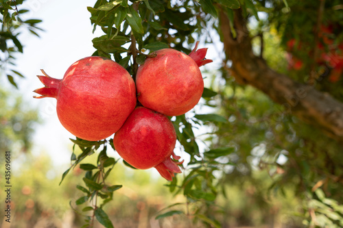 Pomegranate tree plantation on picking season