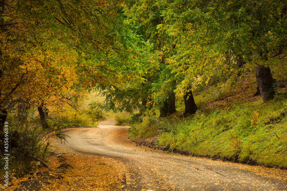 Obraz premium otoño , verde , paisaje , arbol,carretera, otoñal, bosque, caer, árbol, árbol, naturaleza, paisaje, camino, hojas, ciclos, amarilla, follaje, verde, curva, madera, viajando, campesina, variopinto