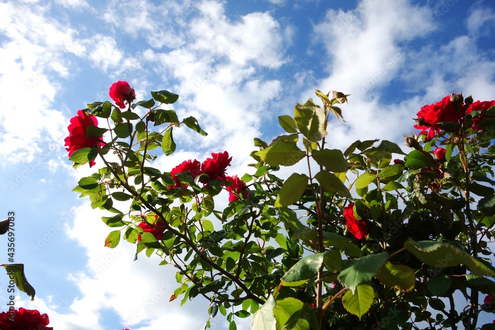 Flowers against a cloudy sky Flowers against a cloudy sky