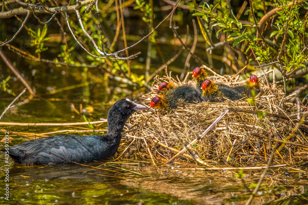 Fototapeta premium Den Helder, the Netherlands. May 3, 2021. Young coots being fed on the nest by mother coot.
