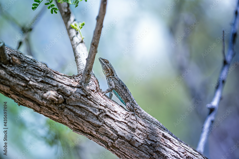 Obraz premium Lizard on a tree