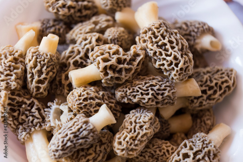 Morchella esculenta, (commonly known as common morel, morel, yellow morel, true morel) 