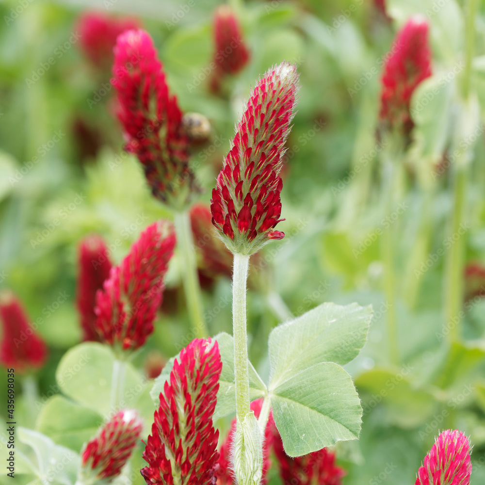 Trifolium incarnatum InkarnatKlee oder Blutklee. Gemüsepflanze und
