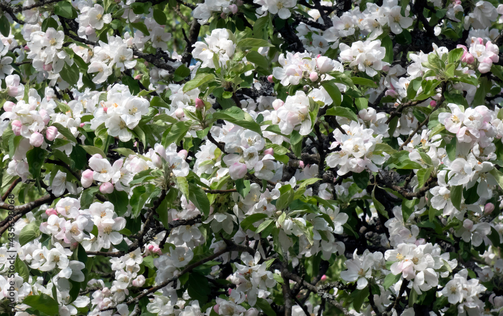 Many flowering branches of apple tree with white flowers, floral background Many flowering branches of apple tree with white flowers, floral background