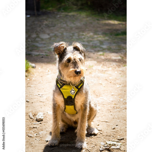 jack russell terrier