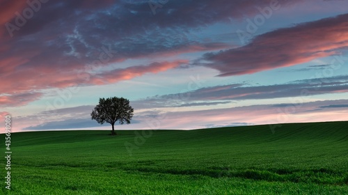 Lonely tree © Lukasz