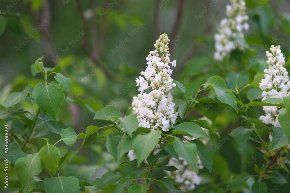 white butterfly on a flower white butterfly on a flower