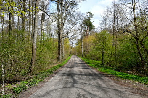 A view of a wide sandy road leading through a dense forest or moor with grass, herbs, and other flora scattered everywhere seen on a cloudy spring day on a Polish countryside during a hike