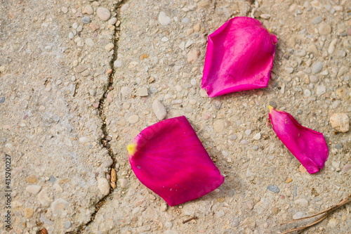Obraz na płótnie Closeup of some rose petals on the ground
