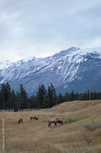 Elk grazing in the Canadian Rocky Mountains 